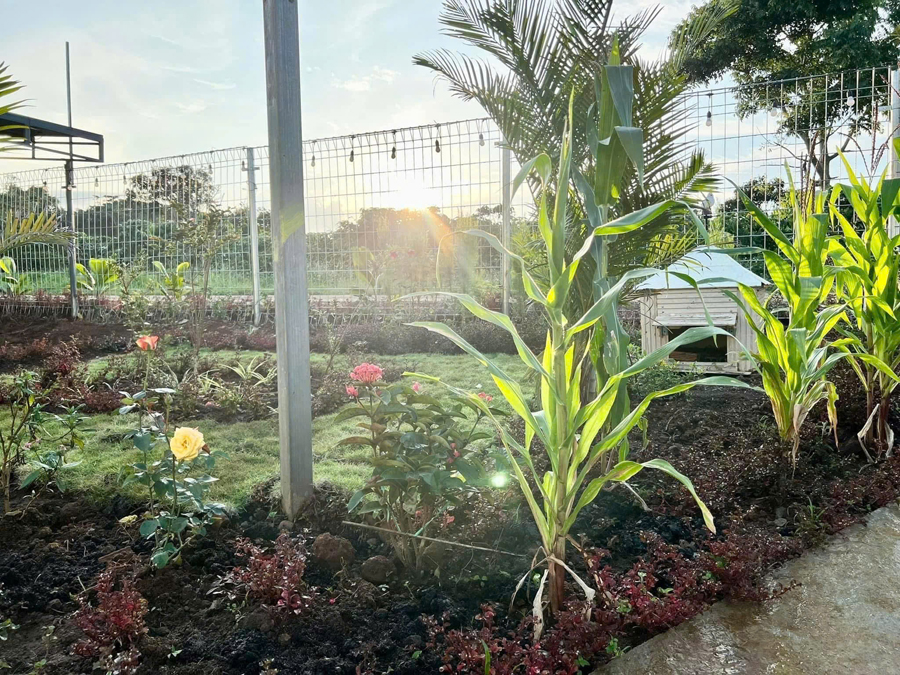 Sân vườn và hoa